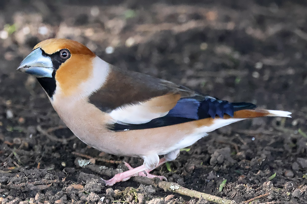 Hawfinch